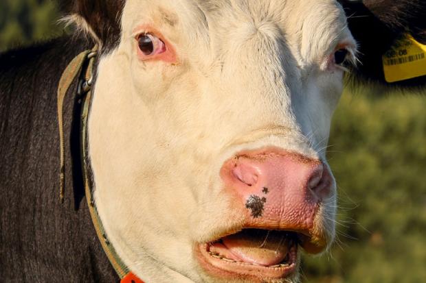 Корова навіть не знала, що треба боятися "укрів". Фото: соцмережі.