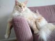 З архіву ПУ. Пухнастий білосніжний велетень: Кіт Лотос вражає мережу нечуваними розмірами та красою (фото)