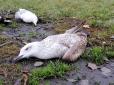 Моторошні кадри: Біля озера в Тернополі знайшли мертвими дві сотні птахів (фото)