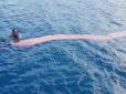 Хіти тижня. Біля берегів Нової Зеландії дайвери виявили велетенську живу істоту (відео)