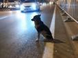 У Китаї собака вже 80 днів чекає господиню на місці її загибелі (відео)