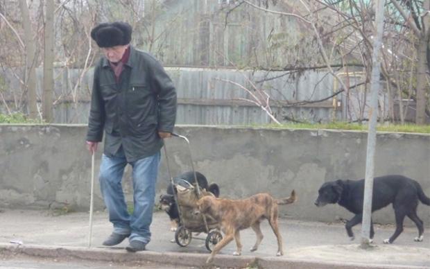 В Херсоне собаки отобирают еду у пенсионеров Фото № 0