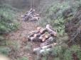 Тотальне знищення: Окупанти гектарами вирубують кримські ліси
