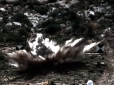 Вражаючі кадри: Опубліковано відео випробування найпотужнішої неядерної авіабомби (відео)