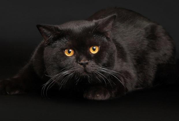 Чорний кіт проти Путіна? Ілюстрація: соцмережі.