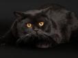 Хіти тижня. Пухнастики - за мир: Чорний кіт перебив обговорення заяв Путіна про ядерну війну (відео)