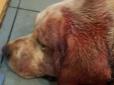 Розірвані вуха і величезні гематоми: Киянка, яка гуляла з собакою, постраждала від нападу бійцівського пса