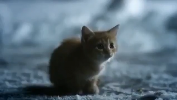 Маленьке кошеня... зустріло Путіна. Фото: скріншот з відео.