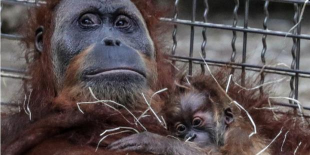 Вдивіться у ці мудрі очі: Мама орангутан добре усвідомлює, як краще захистити себе, дитину та спільноту від хижака