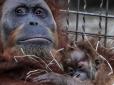 Найближчий родич людини: Вчені виявили у орангутанів властивість, котру серед всіх приматів має лише Хомо Сапієнс