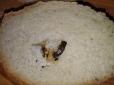 Скрепний хлібець: У Севастополі окупанти примудрились зіпсувати продукт №1 (фотофакт)