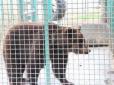 Небезпечне безсоння: В Україні ведмеді перестали впадати у зимову сплячку