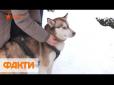 Чотирилапі терапевти: Кого і від яких хвороб лікують собаки (відео)