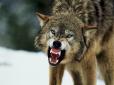 Троє мешканців Запорізької області стали жертвами нападу дикого вовка
