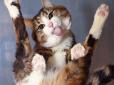Рожеві лапи та пухнасті животики: У мережу виклали фото котів, від яких неможливо відірвати очі