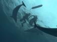 Шокуючий дайвінг: Як дельфіни відігнали акулу і врятували життя людей (відео)