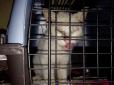 Зачуханий доходяга перетворився на вишуканого красеня: Коли після місяців лікування бездомний кіт вперше відкрив очі, люди були вражені (фотофакти)