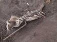 Моторошна знахідка: На Одещині біля будинку знайшли скелет людини