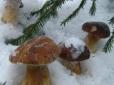 Приїжджайте і перевірте самі: На Прикарпатті збирають гриби з-під снігу (відео)