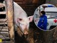 На Росії голодні свині насмерть загризли свою господарку
