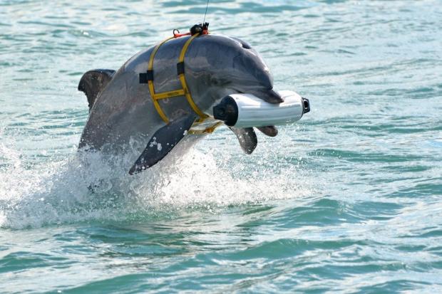 Український бойовий дельфін. Фото: Обозреватель.