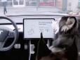 Для комфорту домашніх тварин: В електромобілях Tesla з'явився режим для собак (відео)