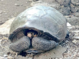 Хіти тижня. Вчені знайшли на Галапагосах гігантську черепаху, котра вважалась вимерлою (фото)