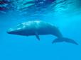 У бразильських джунглях знайшли тіло горбатого кита (відео)