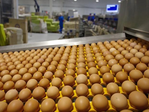 Українські яйця визнали халяльними. Фото: Національний промисловий портал.