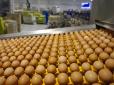 Закидаємо світ своїми яйцями: Провідний виробник України прорвався на перспективні ринки Азії та Африки