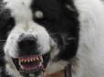 Миколаївських собак атакує небезпечний паразит, який передається людині (відео)