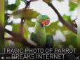 Папуги-наркомани псують врожай індійських фермерів (відео)