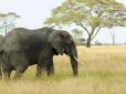 Природа-мати захищається, як може: Через браконьєрство у африканських слонів перестали рости бивні