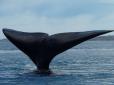 Морські пригоди: Пасажирський катер зіштовхнувся з китом