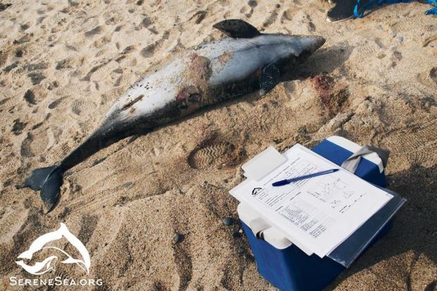 На узбережжі Євпаторії викинуло на берег 16 червонокнижних дельфінів. Фото: Serene Sea.