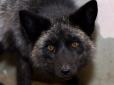Бути людиною так просто: Зоозахисники врятували вагітну чорно-буру лисицю, яка могла стати живим тренажером для мисливських собак (фото)