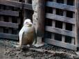 У польському зоопарку показали унікального пінгвіна-альбіноса (відео)