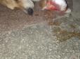 В Ужгороді жорстоко покалічили собаку, якого військові привезли з війни на Сході (фото)