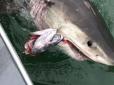 Група рибалок ледь не стала жертвою акули, яка протягла їх човен на три кілометри (відео)