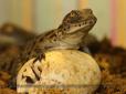У пари нільських крокодилів у Харківському зоопарку народилися дитинчата (відео)