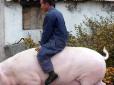 У Китаї розводять гігантських свиней, - Bloomberg