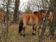 Зона відчуження: Вчені здивувалися, як швидко коні Пржевальського пристосувалися до життя під Чорнобилем