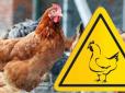 Неліквід згодують українцям? Експорт вітчизняної курятини різко скоротився через докази зараження пташиним грипом