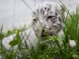 Будь у тренді: Бенгальському тигреняті, яке народилося у мексиканському зоопарку, дали ім'я Ковід (відео)