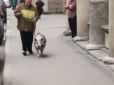 Коли немає собаки: Мережу повеселило кумедне відео карантинного 