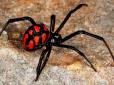 На популярному українському курорті туристку вкусив отруйний павук