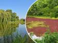 Фахівці розводять руками: На Чернігівщині водойма в старовинному парку стала рожевого кольору (фото)