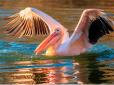 Краса неймовірна: На заповідних лиманах Південної Бессарабії оселились 1500 рожевих пеліканів