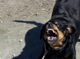 Поки власниця була на відпочинку: На Буковині бійцівські собаки ледь не загризли хлопця з інвалідністю