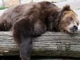 У Росії ведмеді роздерли маленьку дитину - все сталося миттєво